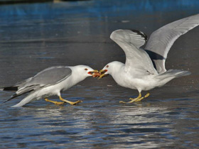 Фото Ring-Billed gull