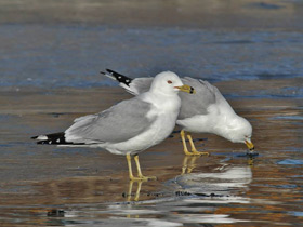 Фото Ring-Billed gull