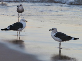 Фото Lesser black-backed gull