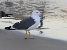 Фото Lesser black-backed gull