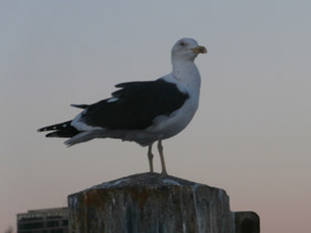 Фото Lesser black-backed gull