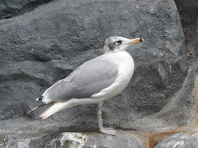 Фото Pallas's gull