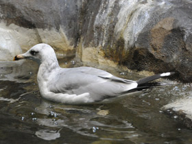 Фото Pallas's gull