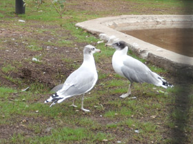 Фото Pallas's gull