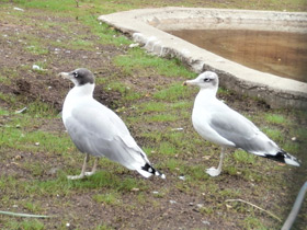 Фото Pallas's gull