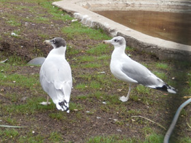 Фото Pallas's gull