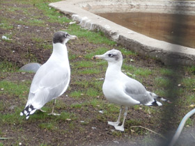 Фото Pallas's gull