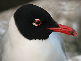 Фото Mediterranean gull