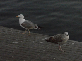 Фото Yellow-Legged gull