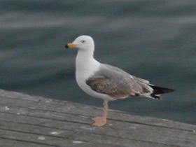 Фото Yellow-Legged gull