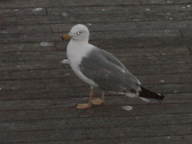 Фото Yellow-Legged gull