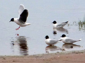 Фото Little gull