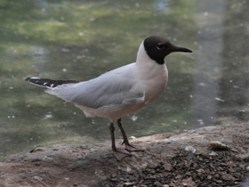 Фото Black-Headed gull