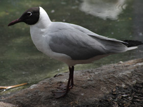 Фото Black-Headed gull