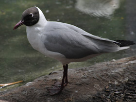 Фото Black-Headed gull