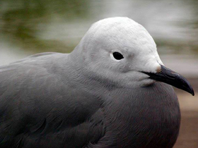 Фото Grey gull