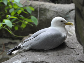 Фото Black-Legged kittiwake