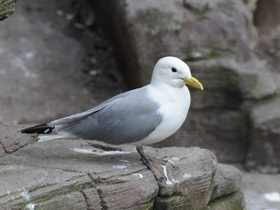 Фото Black-Legged kittiwake