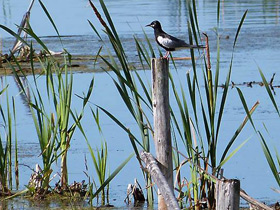 Фото White-Winged tern