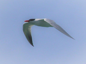 Фото Caspian Tern