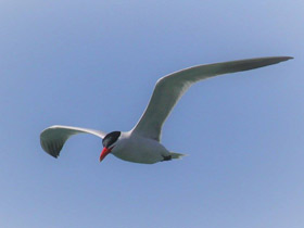 Фото Caspian Tern