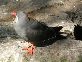 Фото Inca tern