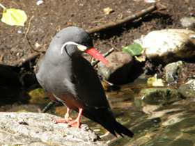 Фото Inca tern