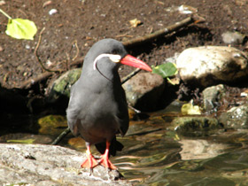 Фото Inca tern