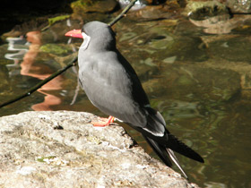 Фото Inca tern