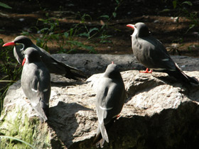 Фото Inca tern