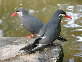 Фото Inca tern