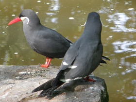 Фото Inca tern