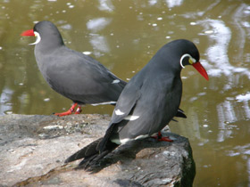 Фото Inca tern