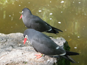 Фото Inca tern