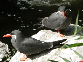 Фото Inca tern