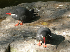 Фото Inca tern