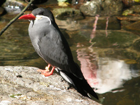 Фото Inca tern