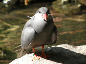 Фото Inca tern