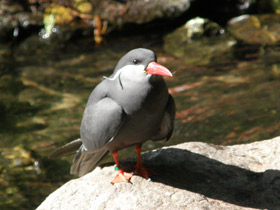 Фото Inca tern