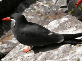 Фото Inca tern