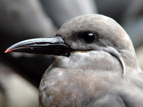 Фото Inca tern