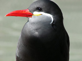 Фото Inca tern