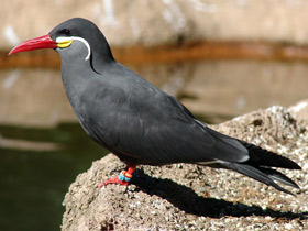 Фото Inca tern