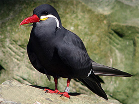 Фото Inca tern