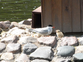 Фото Common tern