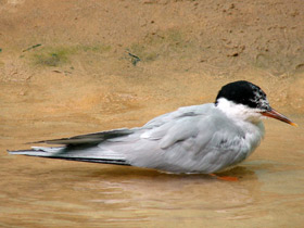 Фото Common tern