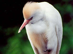 Фото Cattle egret