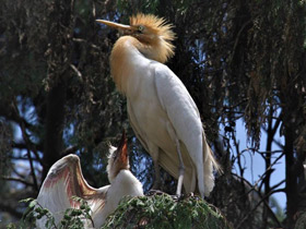 Фото Cattle egret