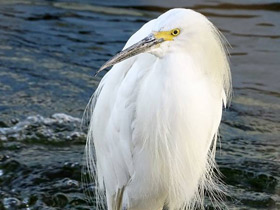 Фото Snowy egret