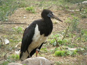 Фото Abdim's stork